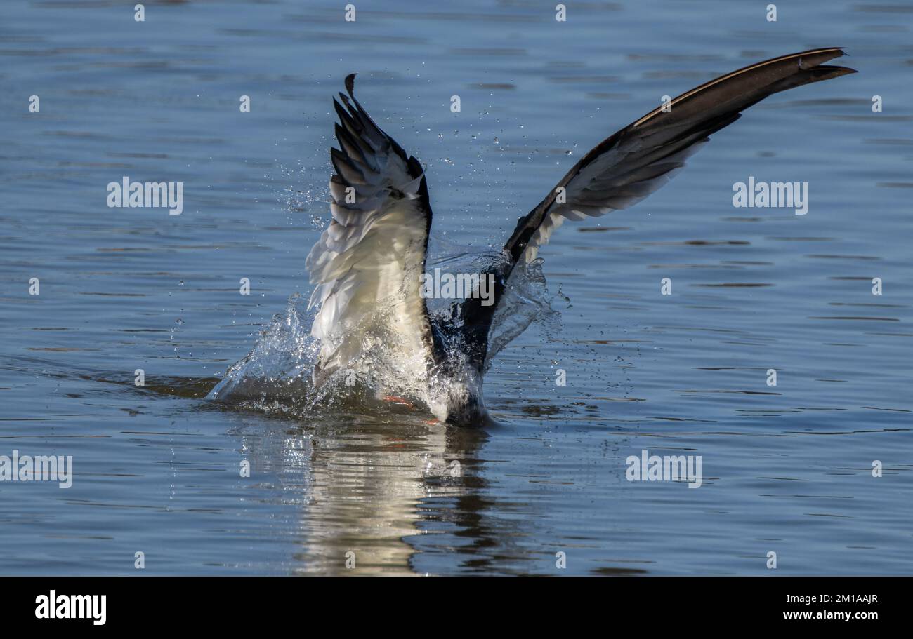 Black Skimmer, Rynchops niger, im Flug, als Beute anhalten, im Fütterungsgebiet - eine flache geschützte Bucht in Laguna Madre, Texas. Stockfoto