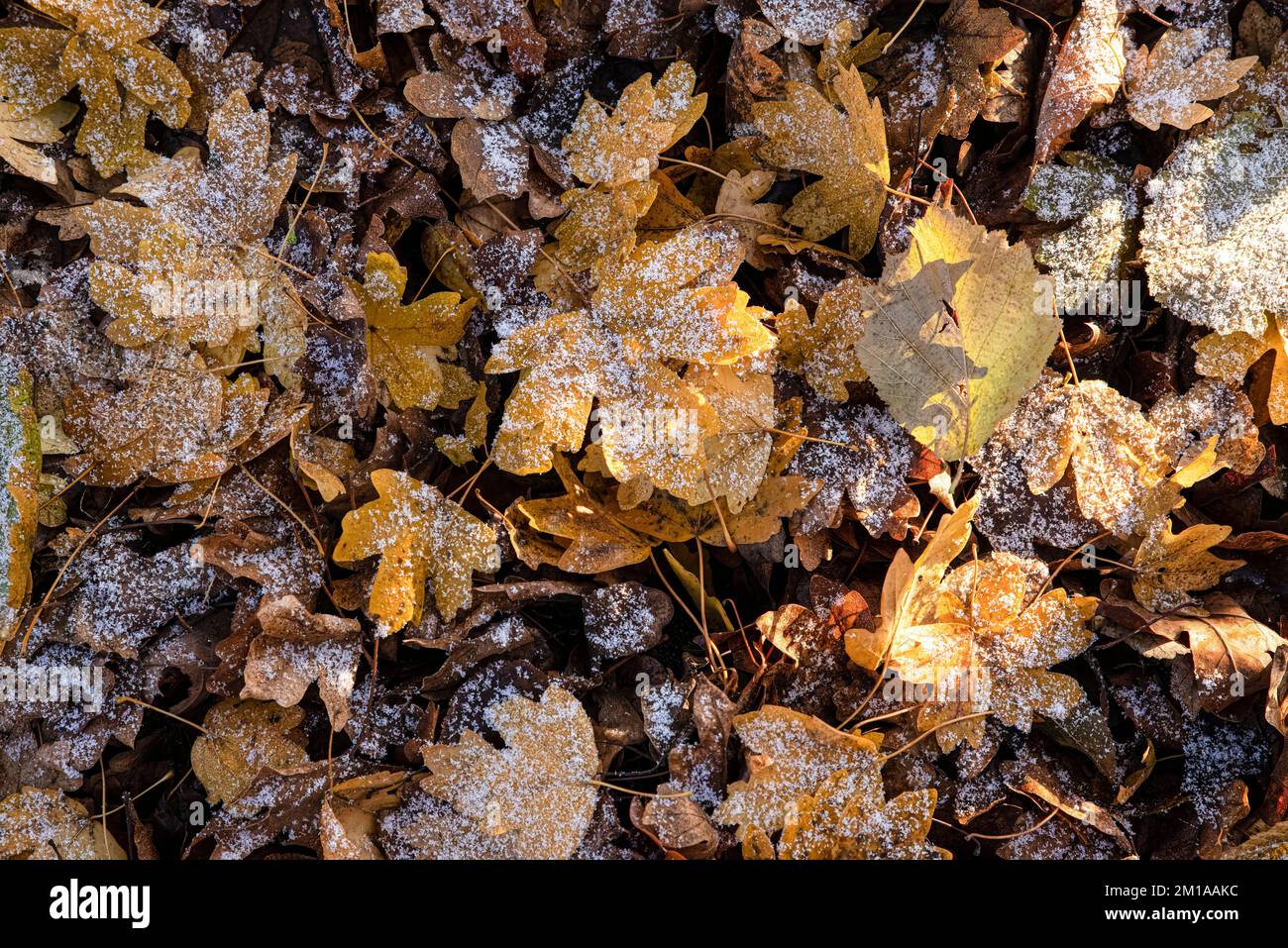 Frostbedeckte Herbstblätter auf dem Boden, Nahaufnahme. Stockfoto