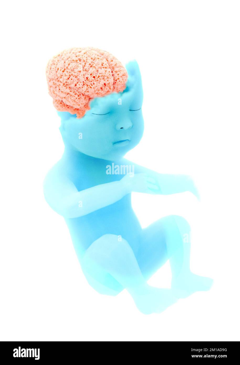 Kind, Fötus, Organbildung. Schwamm-Effekt-Gehirn. Sensorische Expansion lernen. Mutterleib, Geburt. 3D-Rendering Stockfoto