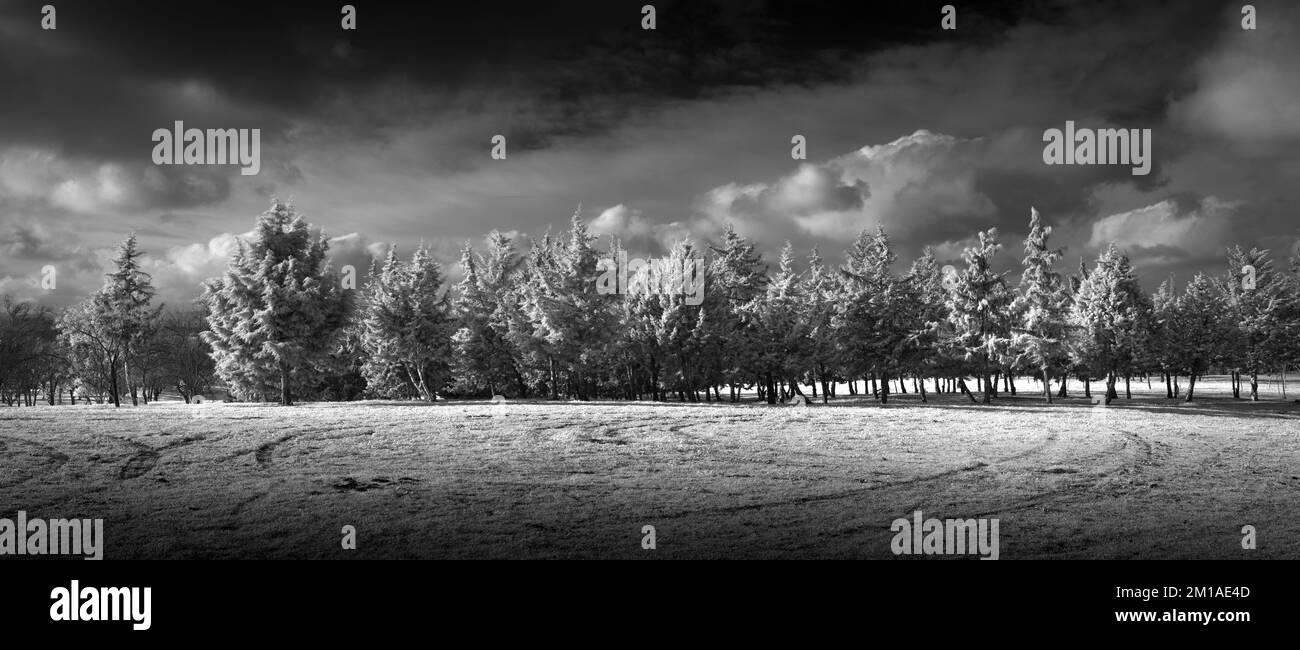 Schwarz-weißes Panoramafenster mit Tannenbäumen Stockfoto