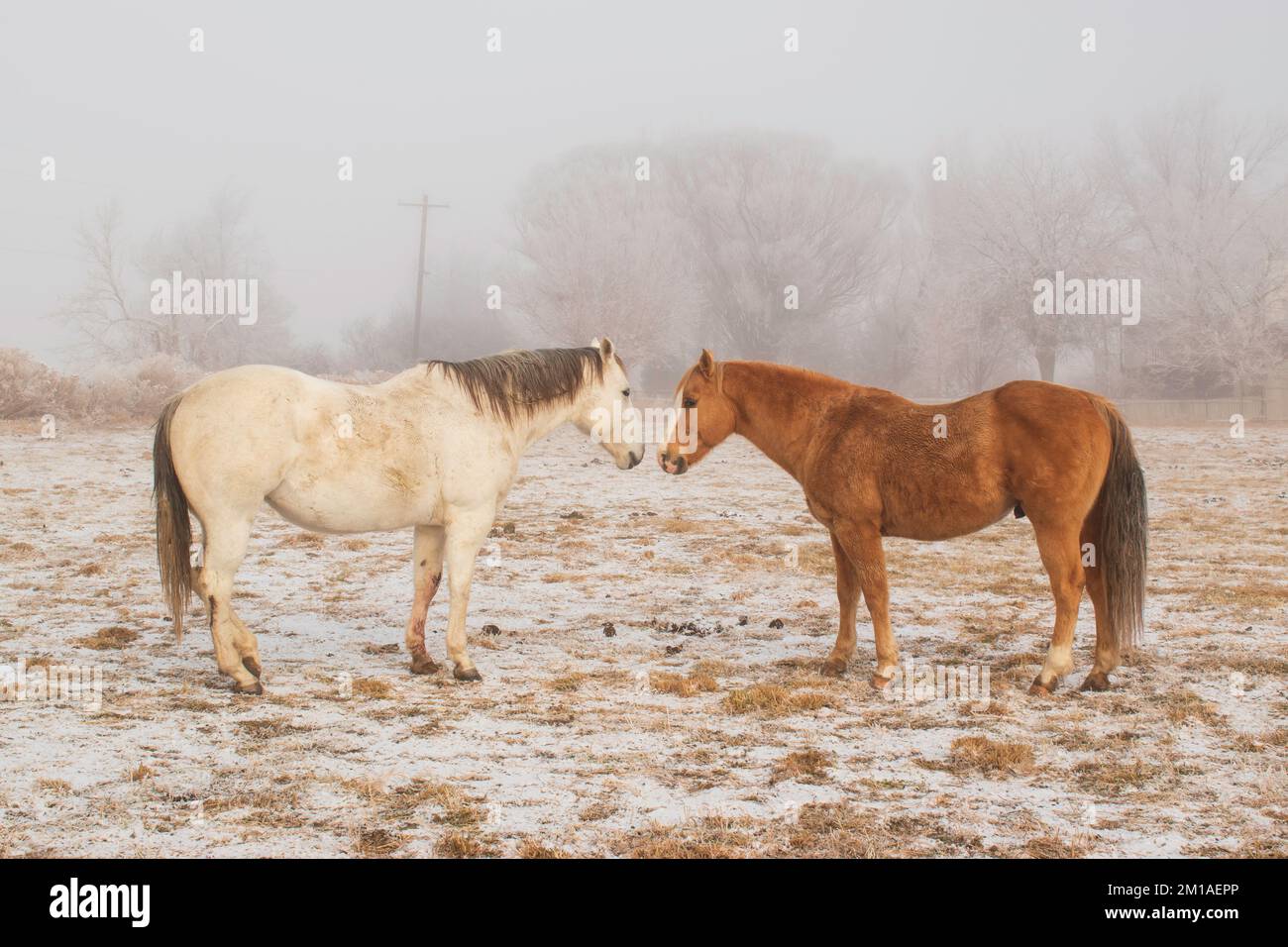 Zwei Pferde stehen zusammen auf einer verschneiten Weide an einem Frosty Cold Foggy Wintermorgen Stockfoto