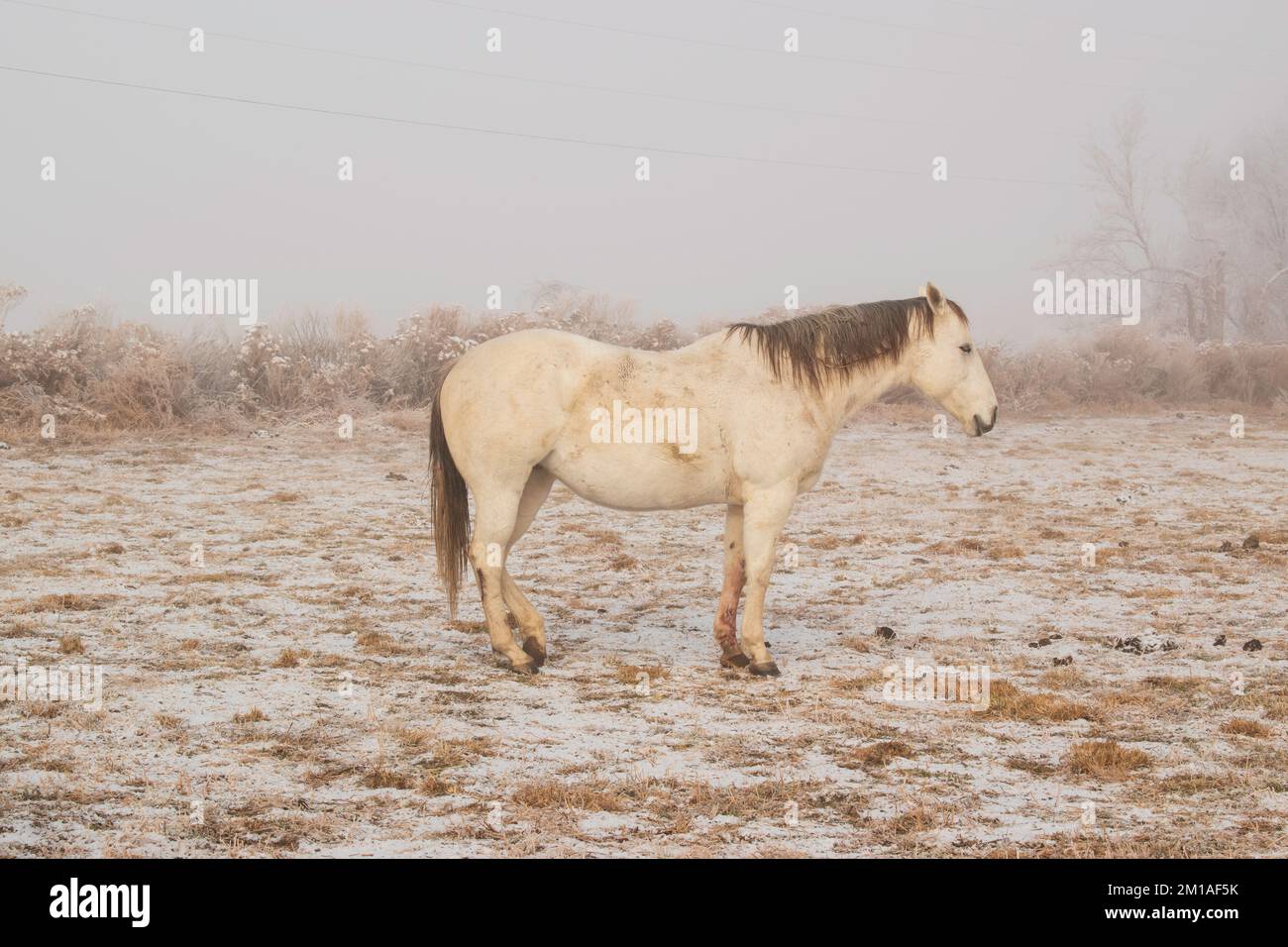 Pferd auf einer verschneiten Weide an einem frostigen kalten Foggy Wintermorgen Stockfoto