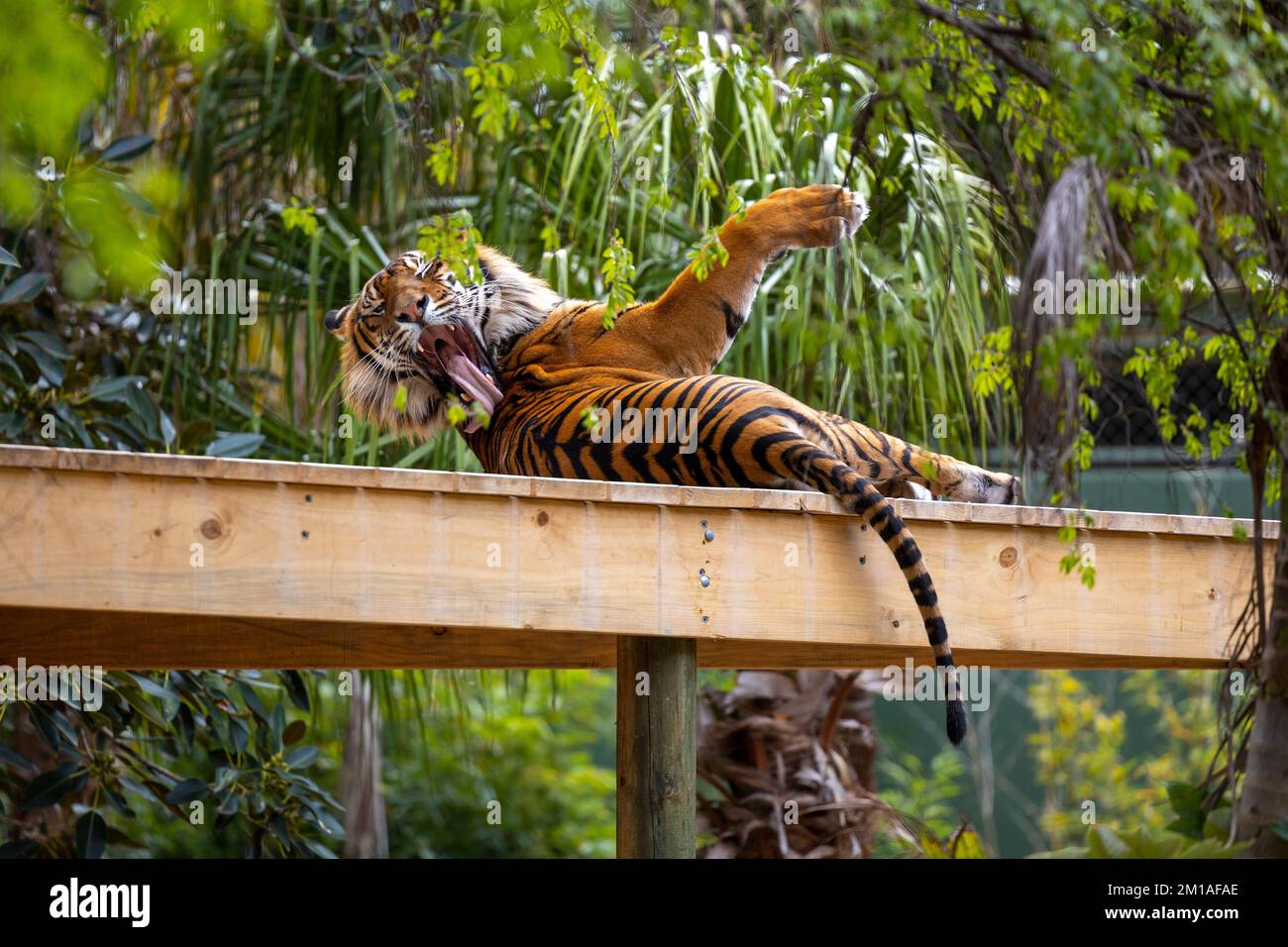 Ein wunderschöner Blick auf die Sumatra-Tigerpreening im Zoo von Adelaide Stockfoto