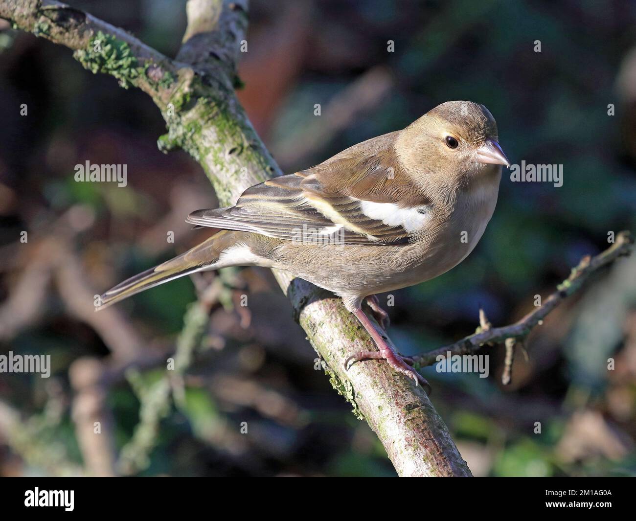 Gewöhnliches Chaffinch-Weibchen (Fringilla Coelebs). Stockfoto