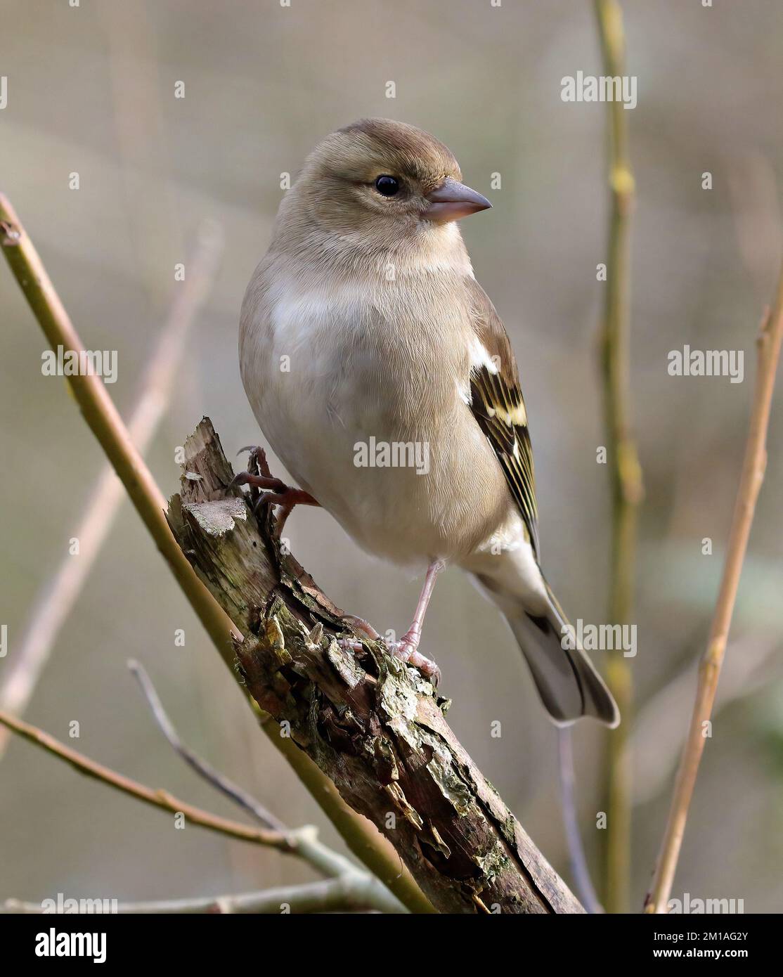 Gewöhnliches Chaffinch-Weibchen (Fringilla Coelebs). Stockfoto