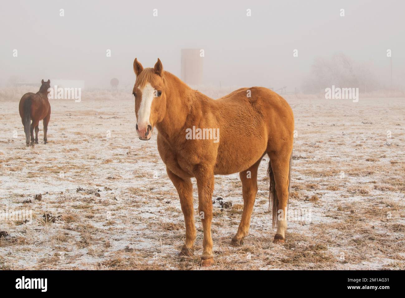 Braunes Pferd auf einer verschneiten Weide auf einem frostigen kalten Foggy Wintermorgen Stockfoto