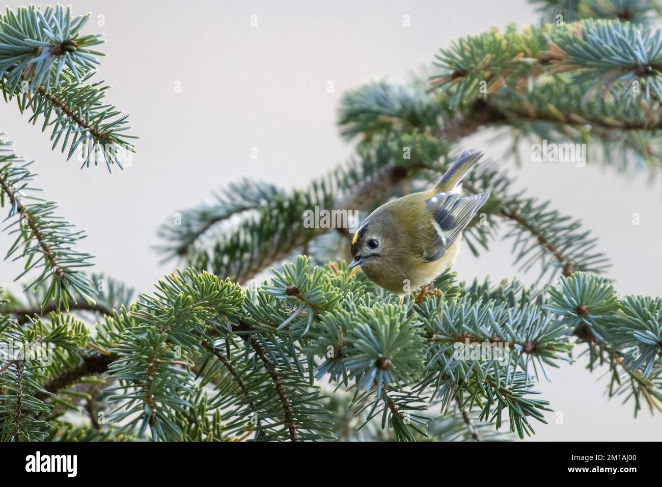 Goldcrest (Regulus regulus) in einem Kiefernbaum an einem kalten, frostigen Tag mit Frost auf den Kiefernadeln und Ästen, North Yorkshire, Großbritannien Stockfoto