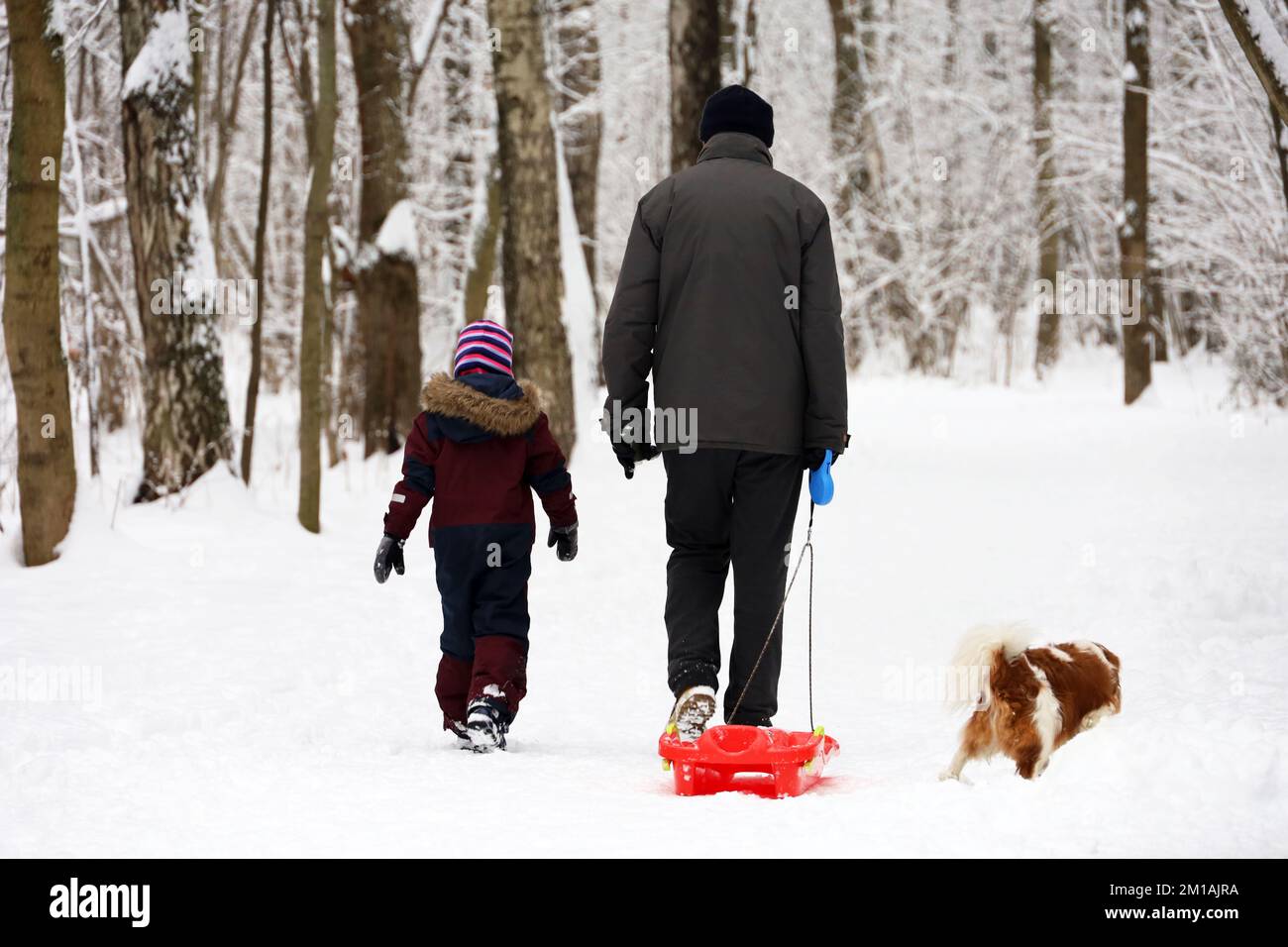 Familienurlaub im Winterpark. Kind, Mann mit Schlitten und Hund, der auf einem Schnee läuft Stockfoto