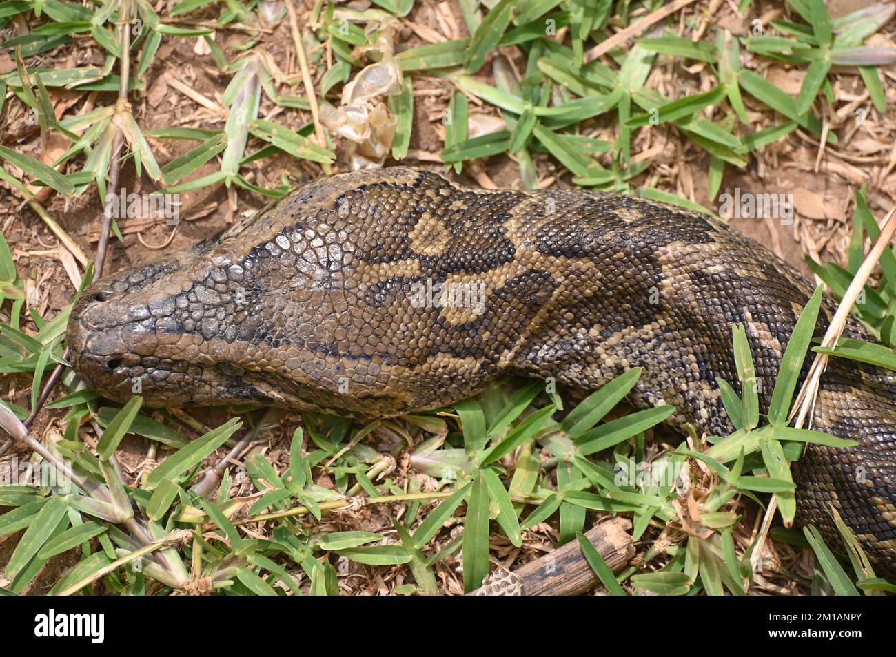 Nahaufnahme eines südafrikanischen Felspythons auf der Kalimba Reptile Farm, Lusaka, Sambia Stockfoto