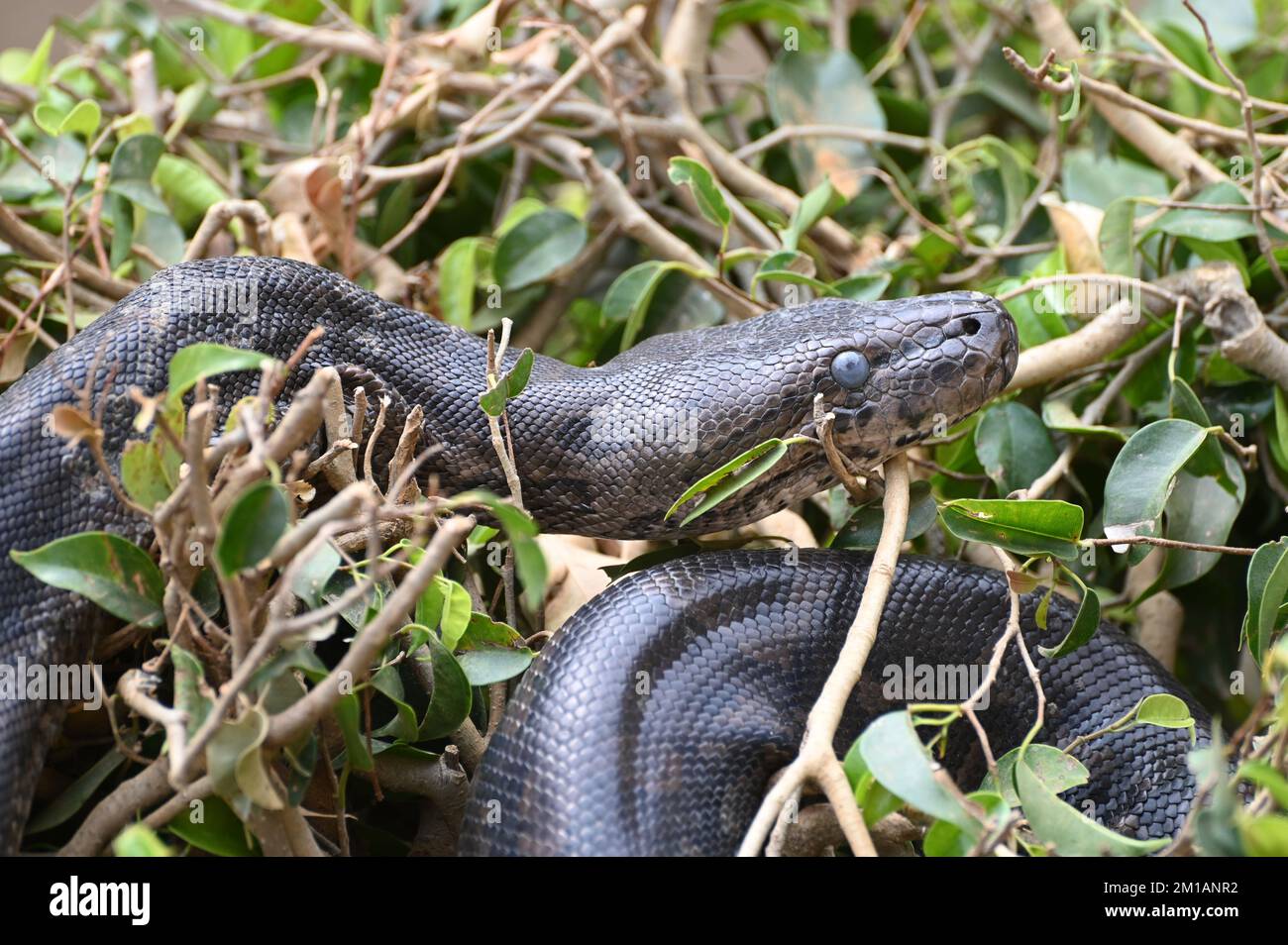 Nahaufnahme eines südafrikanischen Felspythons auf der Kalimba Reptile Farm, Lusaka, Sambia Stockfoto