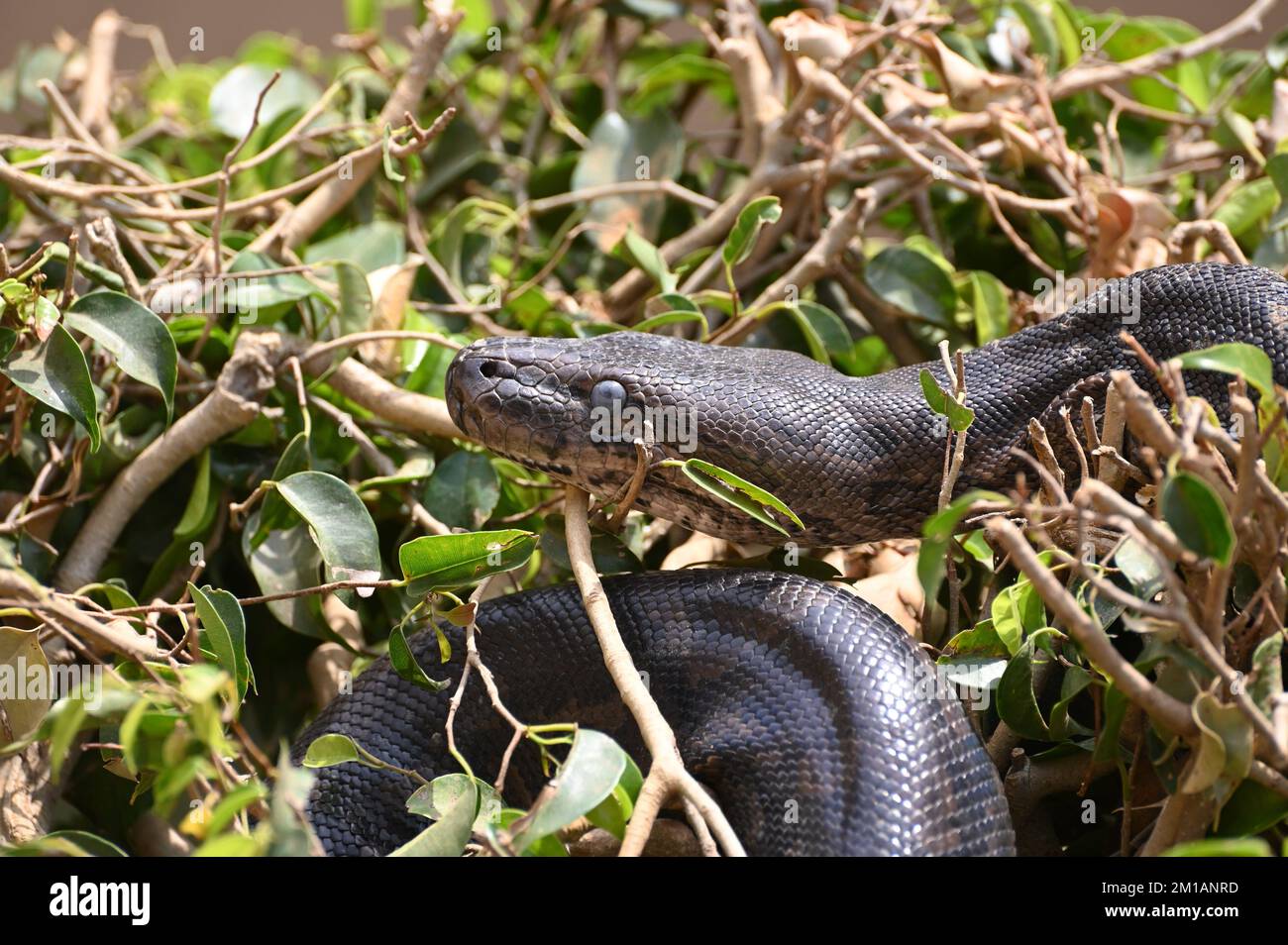 Nahaufnahme eines südafrikanischen Felspythons auf der Kalimba Reptile Farm, Lusaka, Sambia Stockfoto