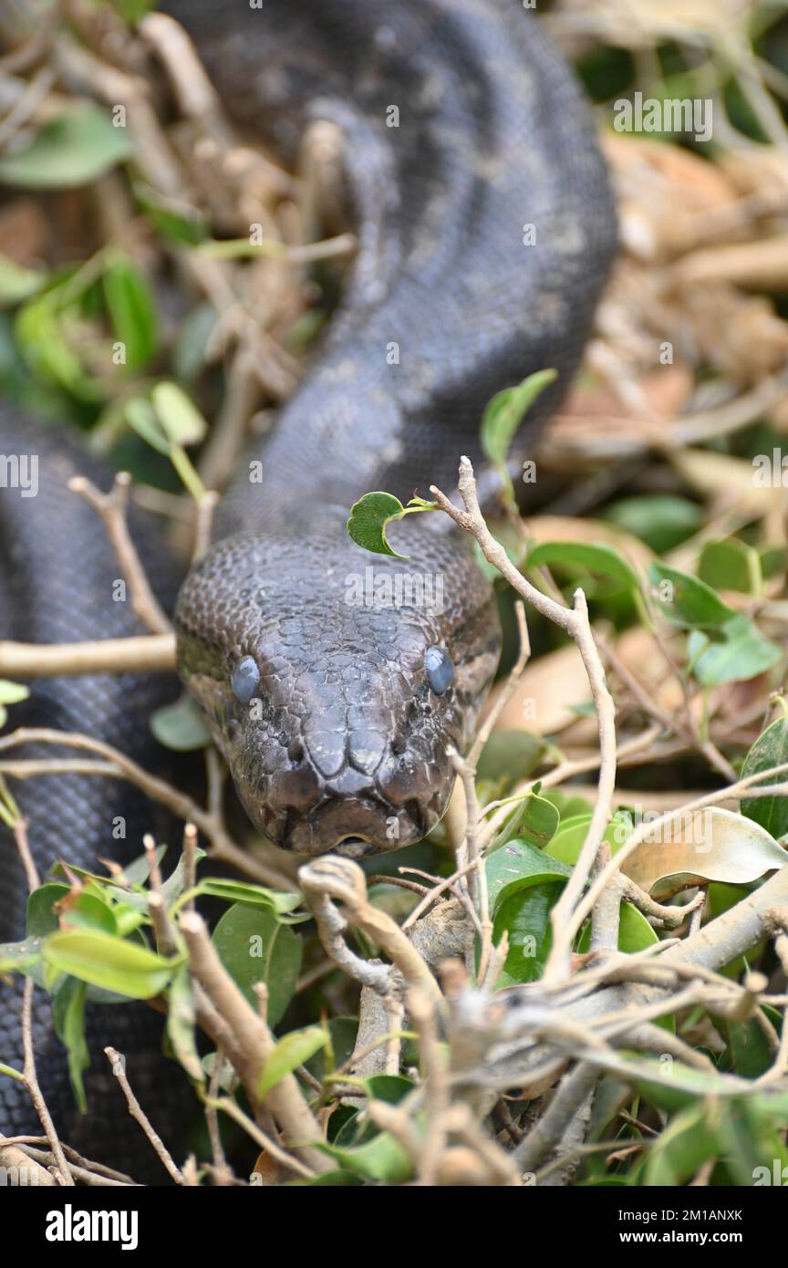 Nahaufnahme eines südafrikanischen Felspythons auf der Kalimba Reptile Farm, Lusaka, Sambia Stockfoto