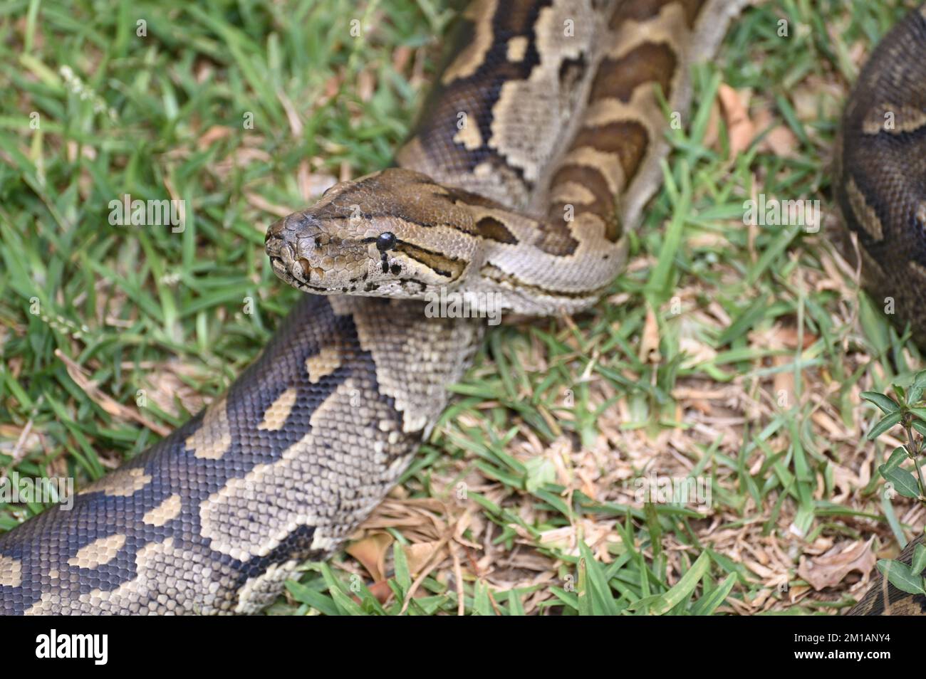 Nahaufnahme eines südafrikanischen Felspythons auf der Kalimba Reptile Farm, Lusaka, Sambia Stockfoto