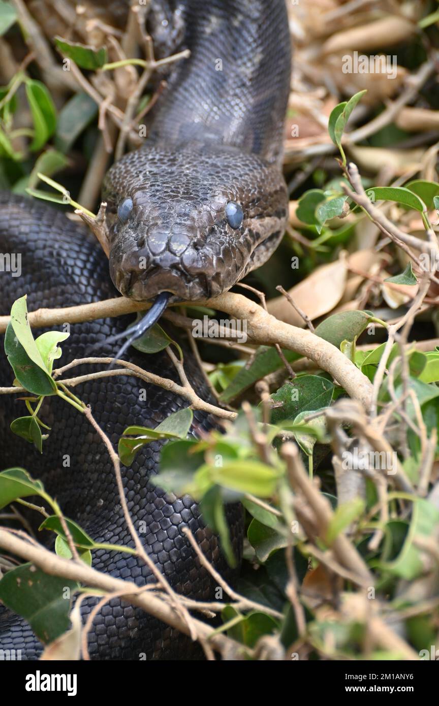 Nahaufnahme eines südafrikanischen Felspythons auf der Kalimba Reptile Farm, Lusaka, Sambia Stockfoto