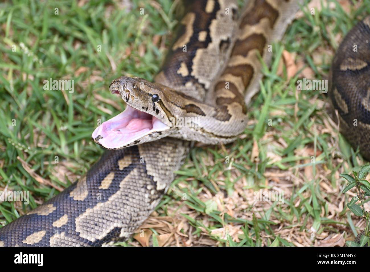 Nahaufnahme eines südafrikanischen Felspythons auf der Kalimba Reptile Farm, Lusaka, Sambia Stockfoto