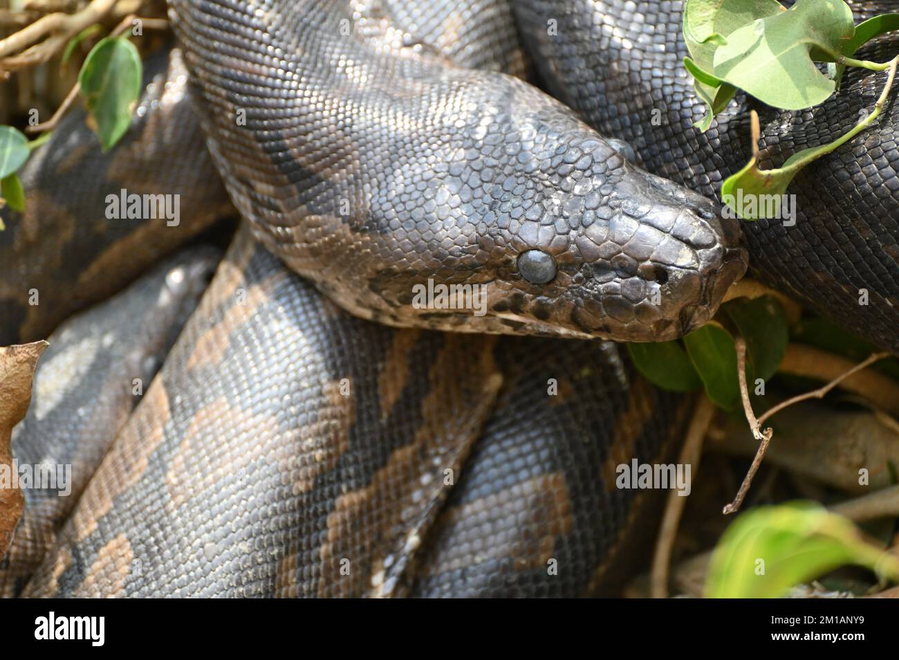 Nahaufnahme eines südafrikanischen Felspythons auf der Kalimba Reptile Farm, Lusaka, Sambia Stockfoto