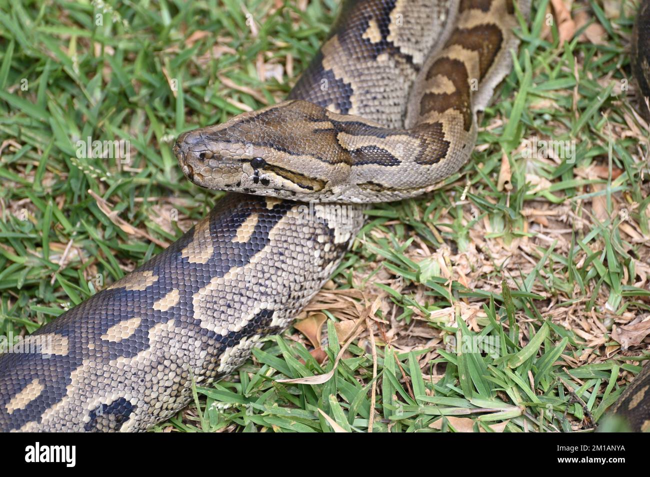Nahaufnahme eines südafrikanischen Felspythons auf der Kalimba Reptile Farm, Lusaka, Sambia Stockfoto