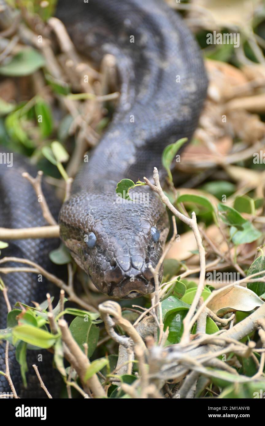 Nahaufnahme eines südafrikanischen Felspythons auf der Kalimba Reptile Farm, Lusaka, Sambia Stockfoto