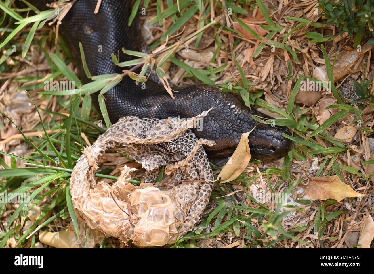 Nahaufnahme eines südafrikanischen Felspythons auf der Kalimba Reptile Farm, Lusaka, Sambia Stockfoto
