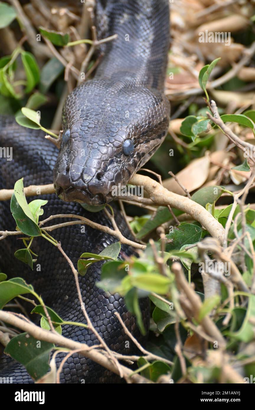 Nahaufnahme eines südafrikanischen Felspythons auf der Kalimba Reptile Farm, Lusaka, Sambia Stockfoto