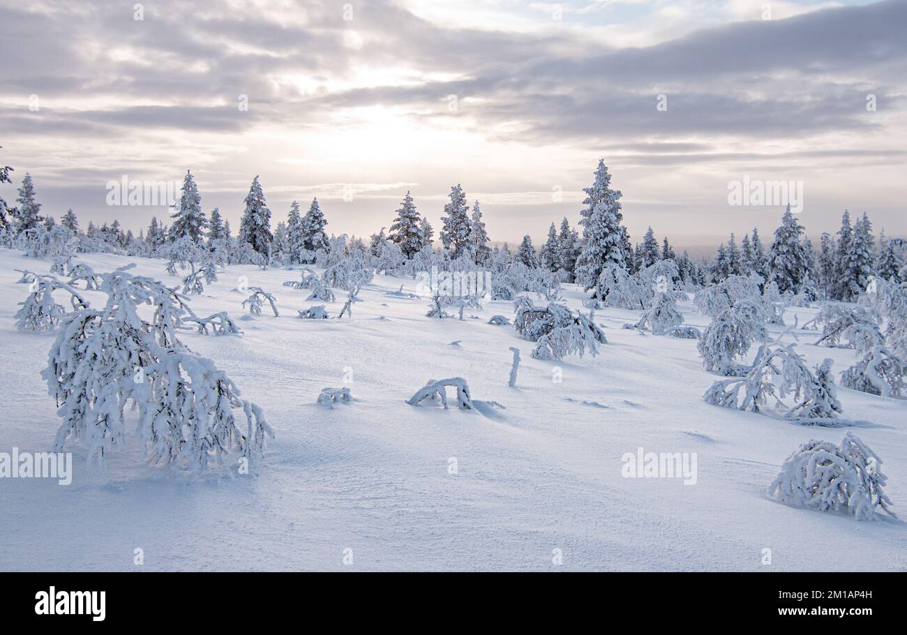 Verschneite Landschaft mit gefrorenen Bäumen in der Wintersaison, Saariselka, Lappland, Finnland. Stockfoto