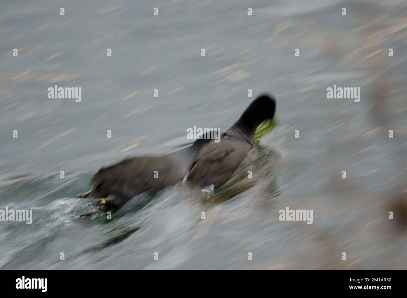 Eurasische Kobolde Fulica atra kämpft um Nahrung. Bildunschärfe als Hinweis auf Bewegung. Kawaguchi-See. Fuji-Hakone-Izu-Nationalpark. Honshu. Japan. Stockfoto