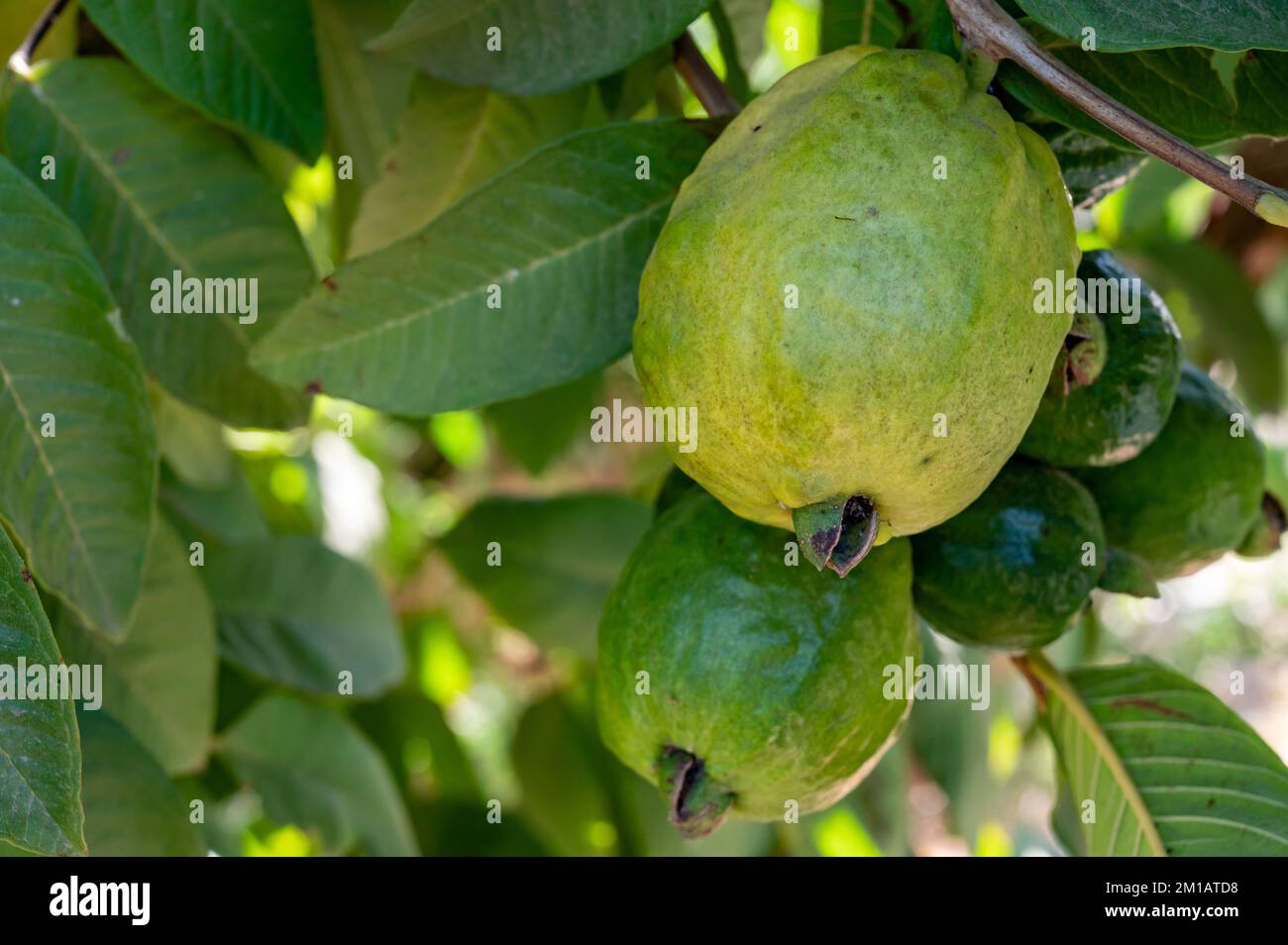 Gewöhnliche tropische Guava-Pflanze mit leckeren aromatischen Früchten, die in der Nähe von Paphos, Zypern, wächst Stockfoto