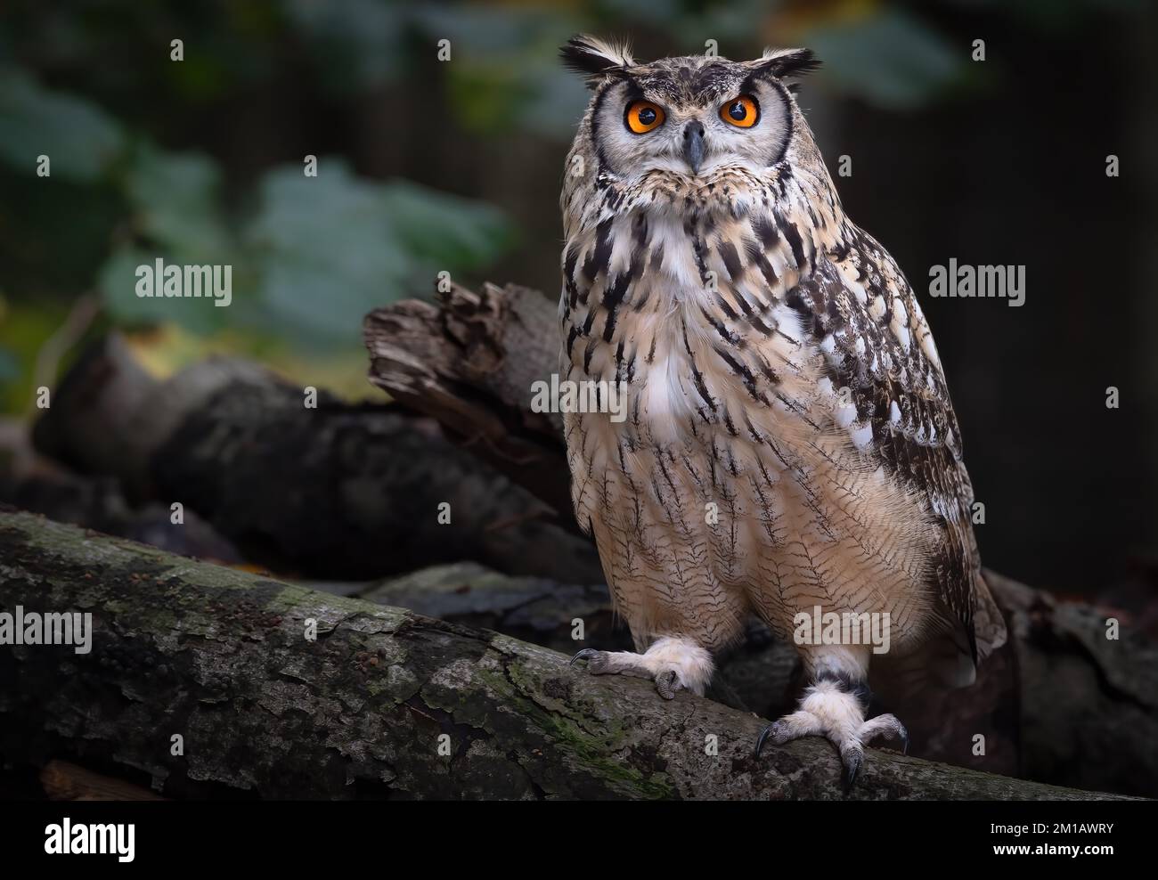 Eine Nahaufnahme einer braunen Eule mit orangefarbenen Augen auf Holz Stockfoto