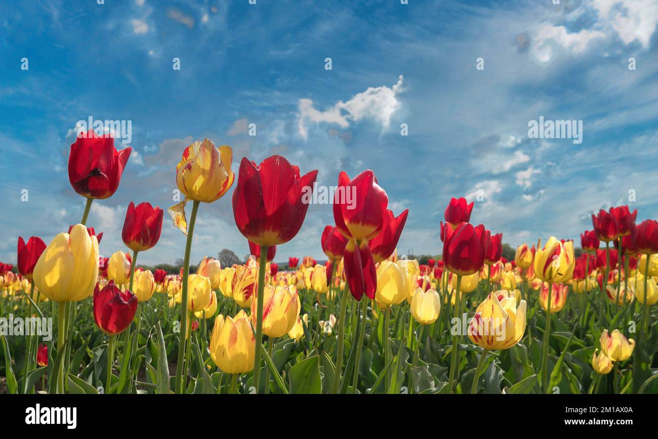 Rote und gelbe Tulpen auf einem Feld in Norfolk, England Stockfoto