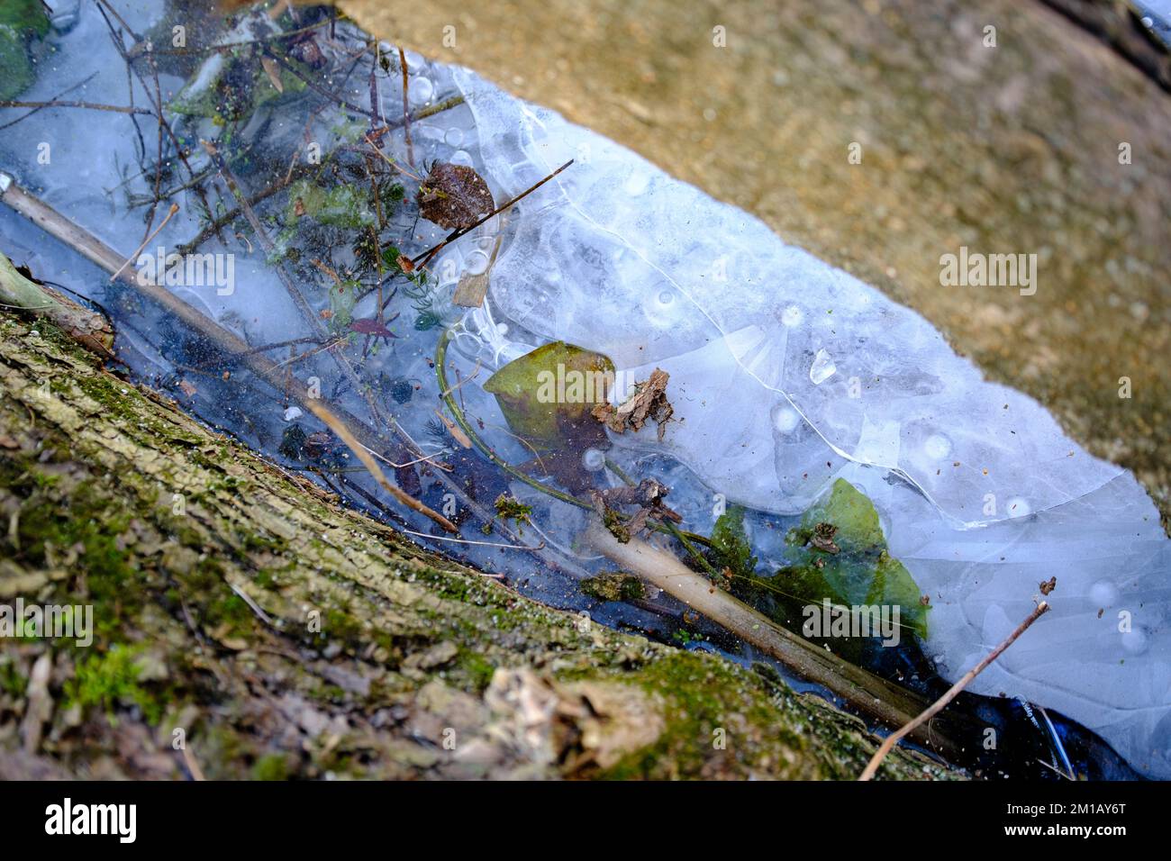 Eis zwischen Holz, Luft unter Eisblasen, abstrakter Winter-Hintergrund außerhalb der Natur. Winterlandschaft. Stockfoto