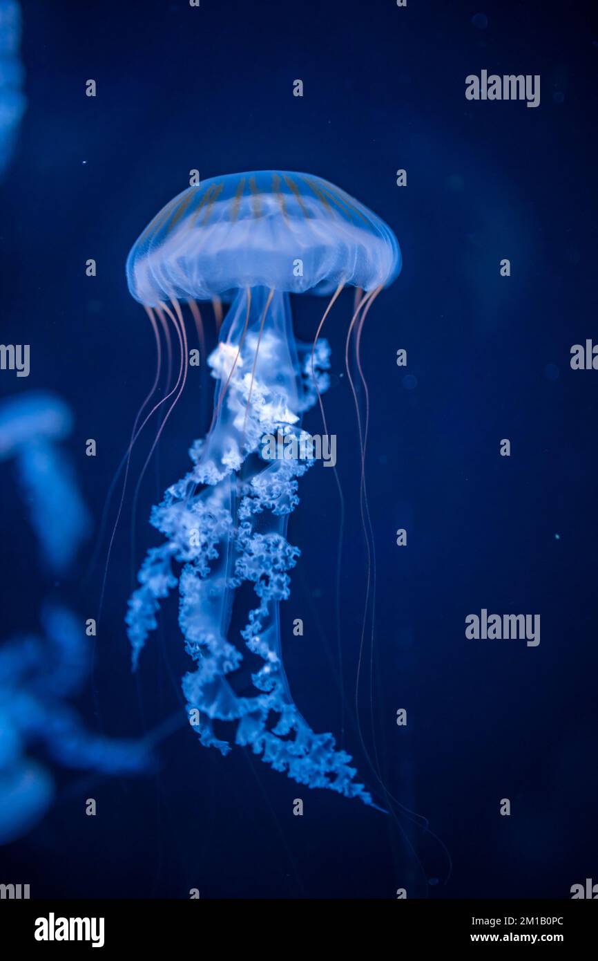 Schöne Quallen im Neonlicht im Aquarium, Naturhintergrund Stockfoto