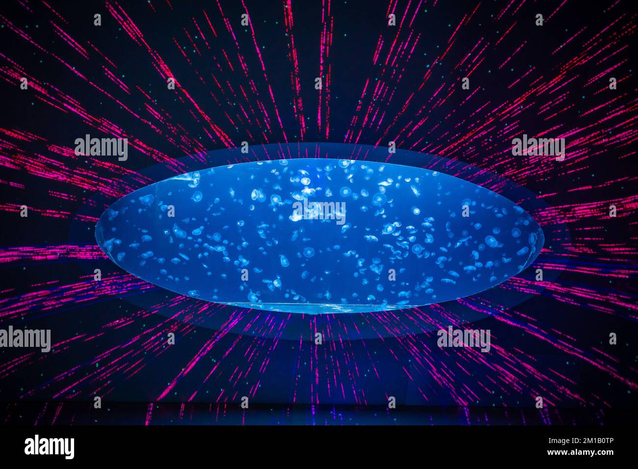 Schöne Quallen im Neonlicht im Aquarium, Naturhintergrund Stockfoto