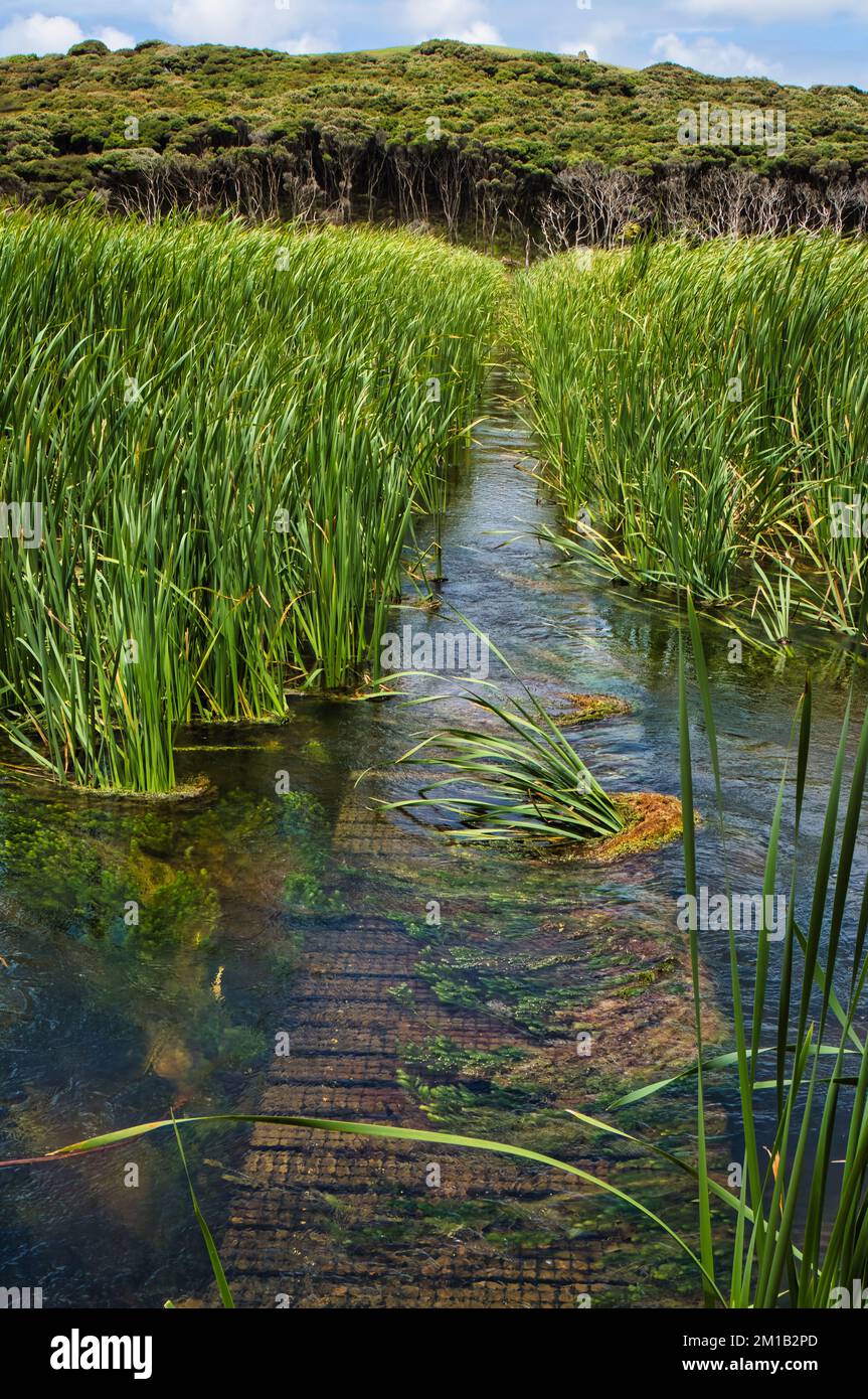 Überfluteter Fußweg über Holzplantagen, der durch Schilfbeete in einem Sumpf führt, der zu einem Teehain führt. In der Nähe von Cape Reinga, Northland, Neuseeland Stockfoto