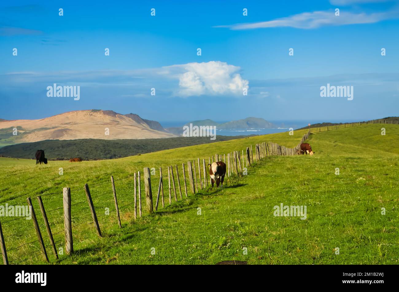 Weide mit Kühen, in der Nähe der riesigen Dünen von Te Paki, im äußersten Norden von Northland, Neuseeland. Am Horizont Cape Maria van Diemen Stockfoto