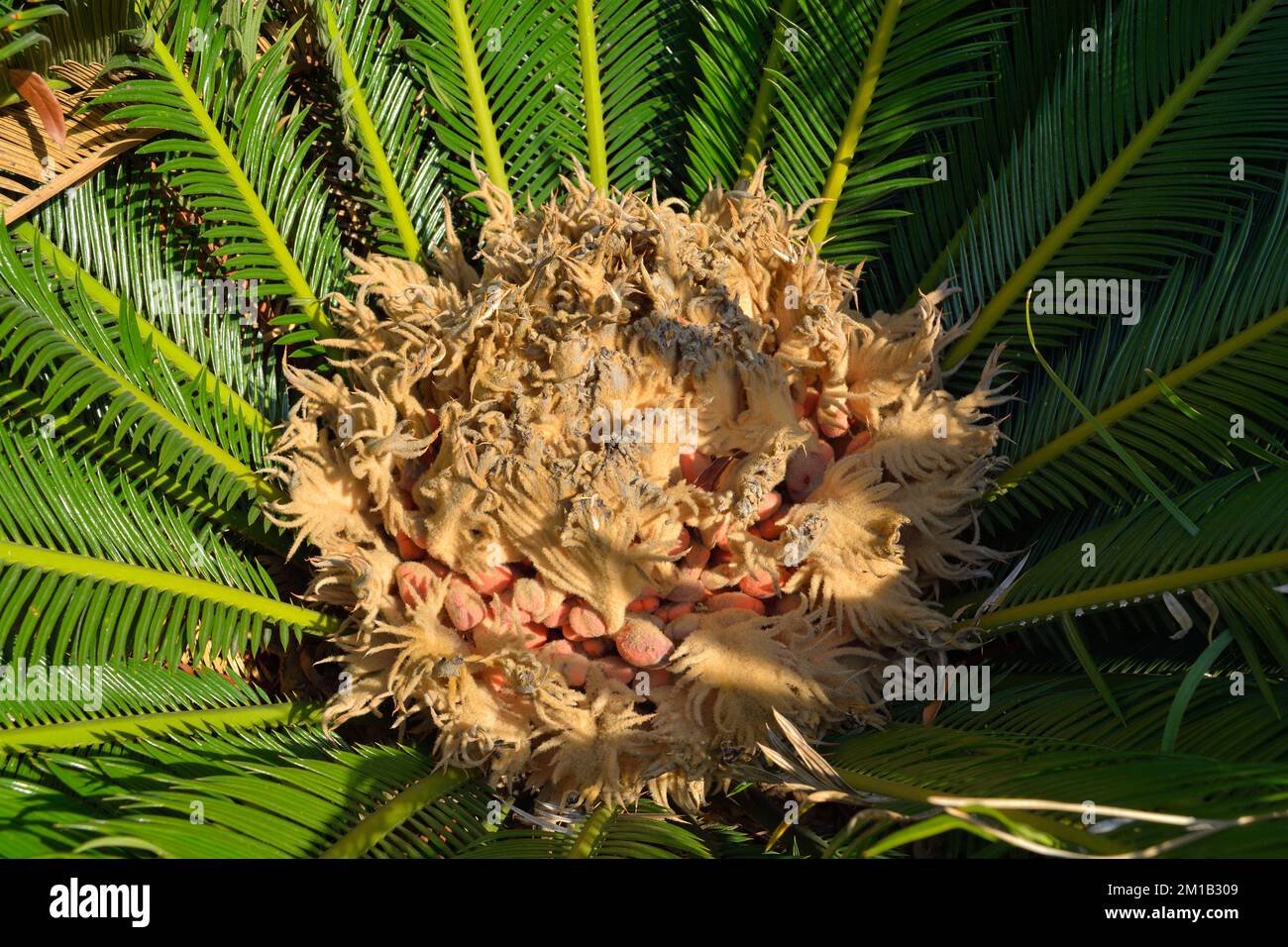 Weibliche Sago-Palmenkerne in Blüte. Cycas revoluta. Stockfoto