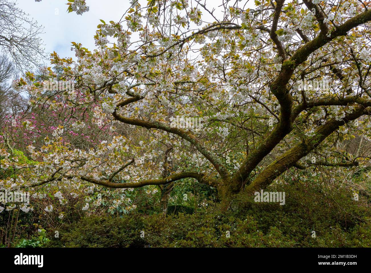 Blühende Kirsche (Japanische Blumenkirsche „Tai-haku“) im Kirschgarten, RHS Rosemoor, Devon, Großbritannien Stockfoto