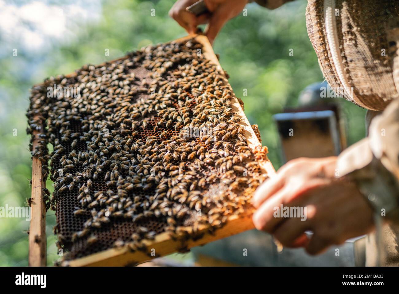 Der junge Imker hält eine Honigzelle mit Bienen. Konzept der nachhaltigen Bienenzucht und der Bionahrung Stockfoto
