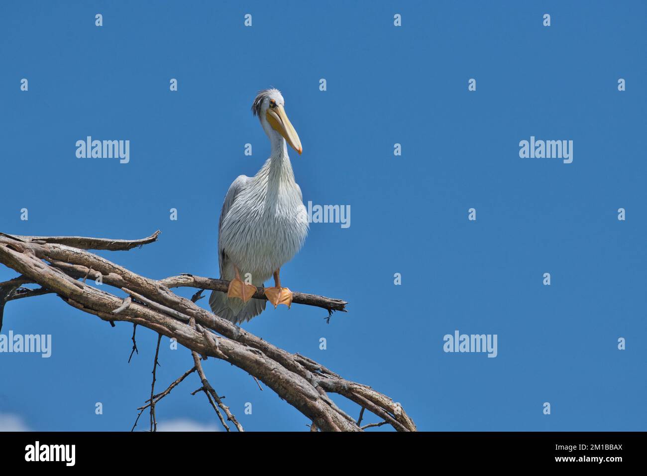 Pelecanus rufescens (Pelecanus rufescens) mit rosafarbenem Rücken in Zuchtfarben Stockfoto