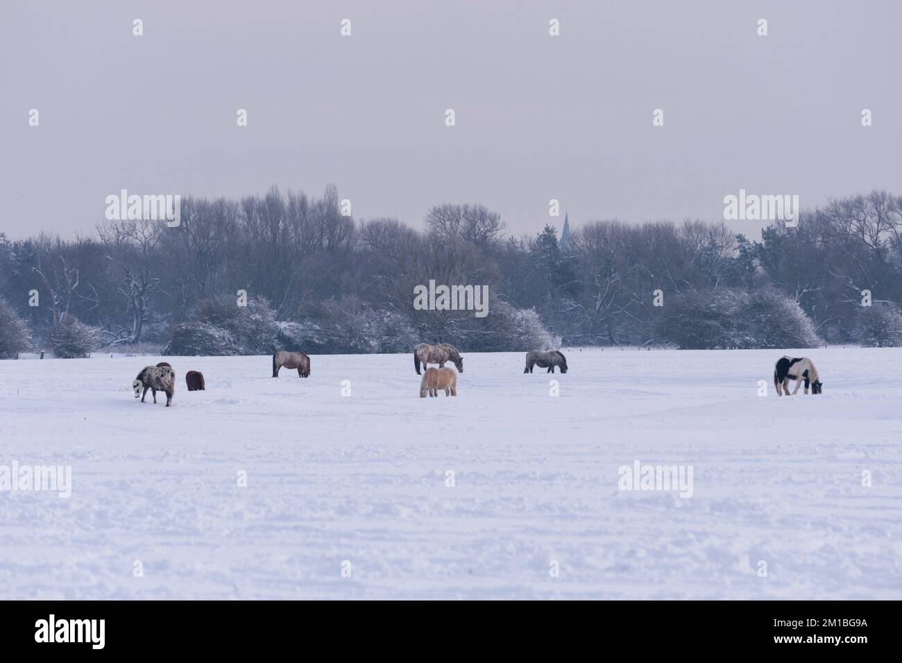 Pferde und Ponys im Schnee auf Wolvercort Common auf einem Wintermonring. Stockfoto