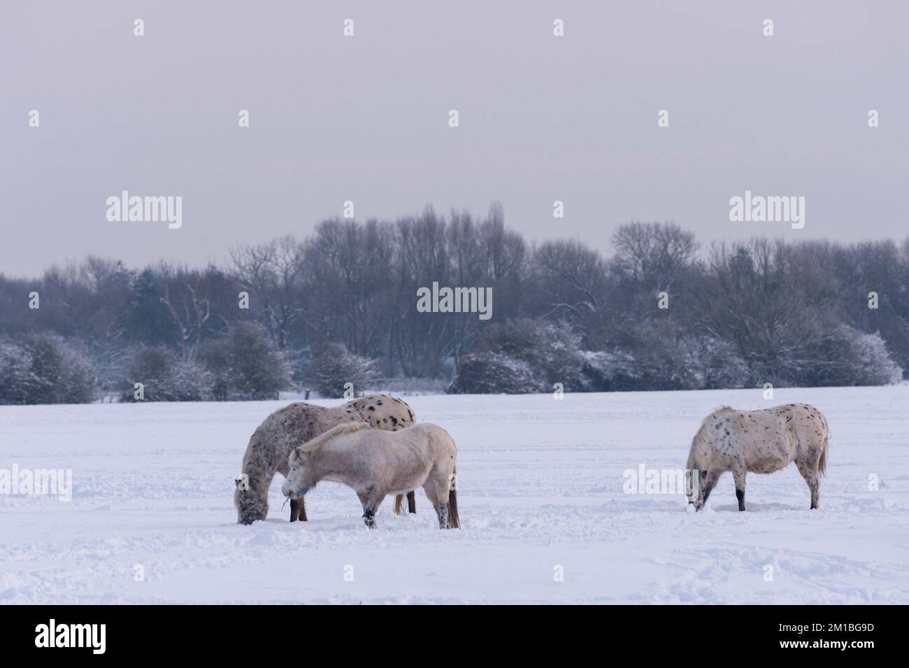 Pferde und Ponys im Schnee auf Wolvercort Common auf einem Wintermonring. Stockfoto