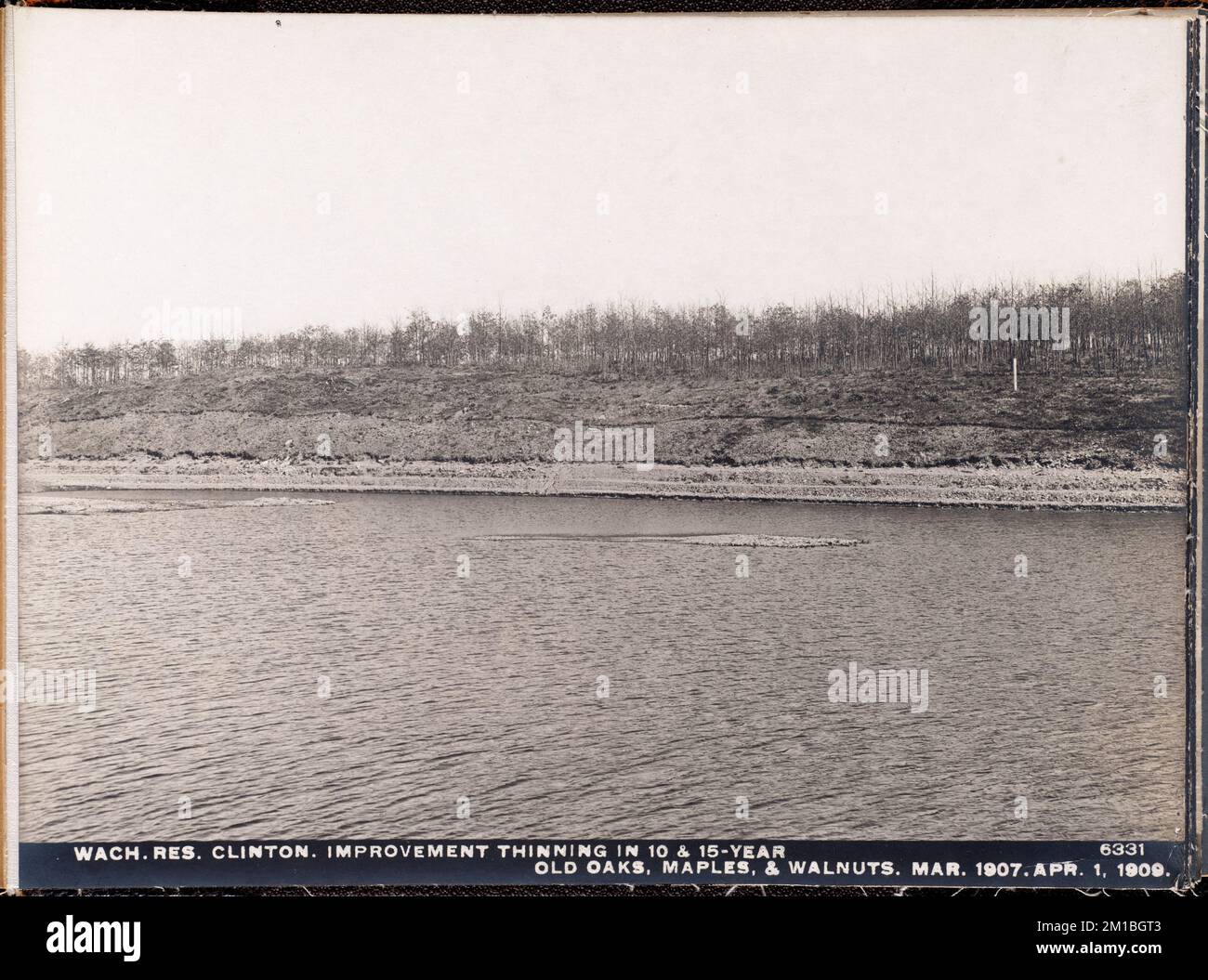 Wachusett Reservoir, Improvement Thinning in 10 und 15 Jahre alten Eichen, Ahorn and Walnuts, 2617, Clinton, Mass., 1. April 1909, Wasserwerke, Wasserspeicher, Wasserverteilungsstrukturen, Forstwirtschaft Stockfoto