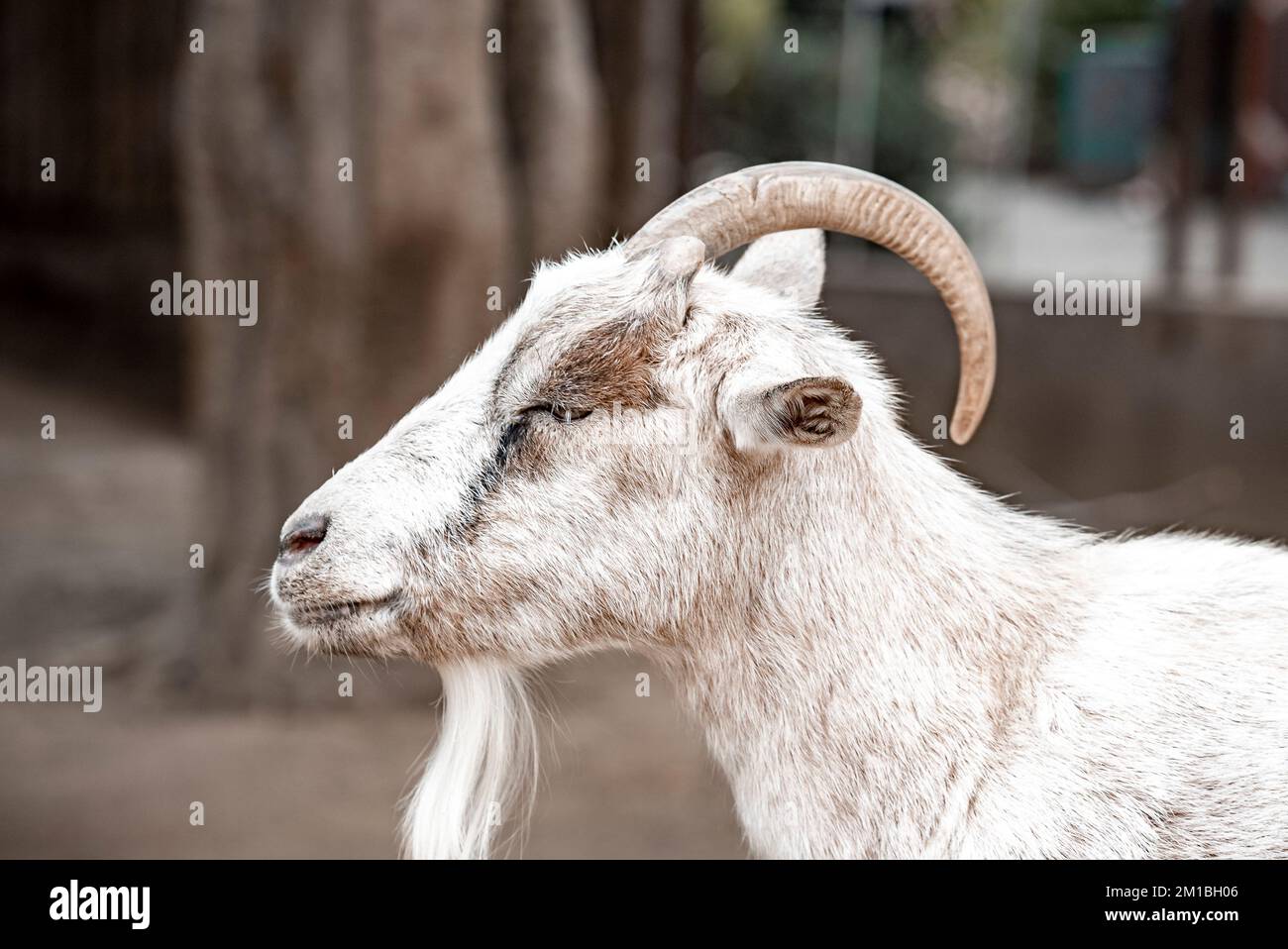 Weiße Ziege im San Diego Safari Park Stockfoto