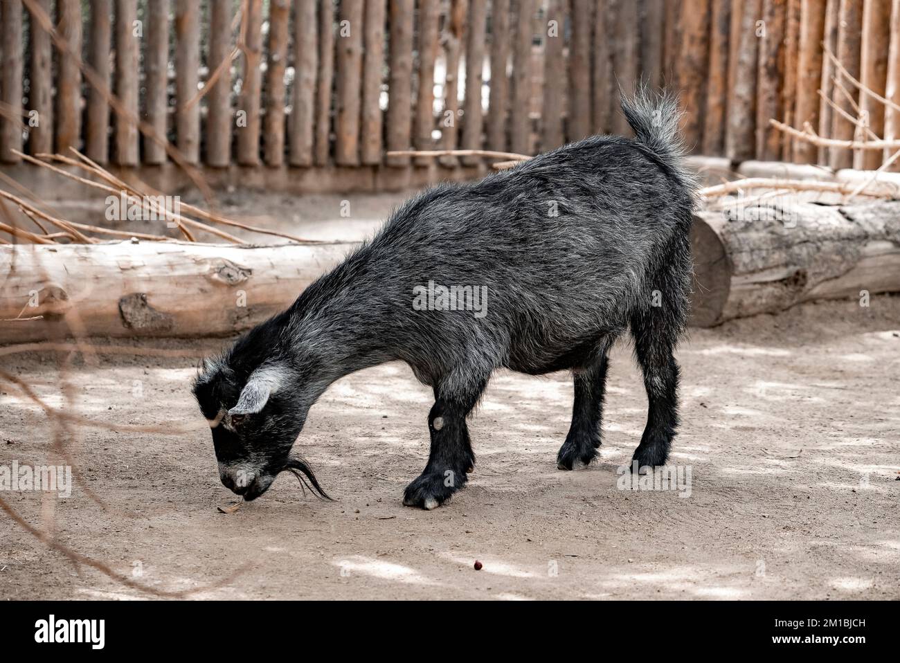 Schwarze Ziege im San Diego Safari Park Stockfoto