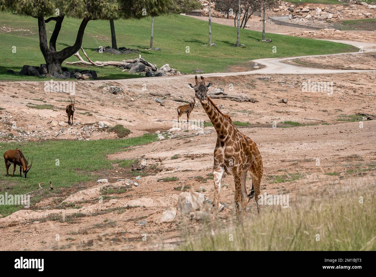 Giraffen auf dem Feld im San Diego Safari Park Stockfoto