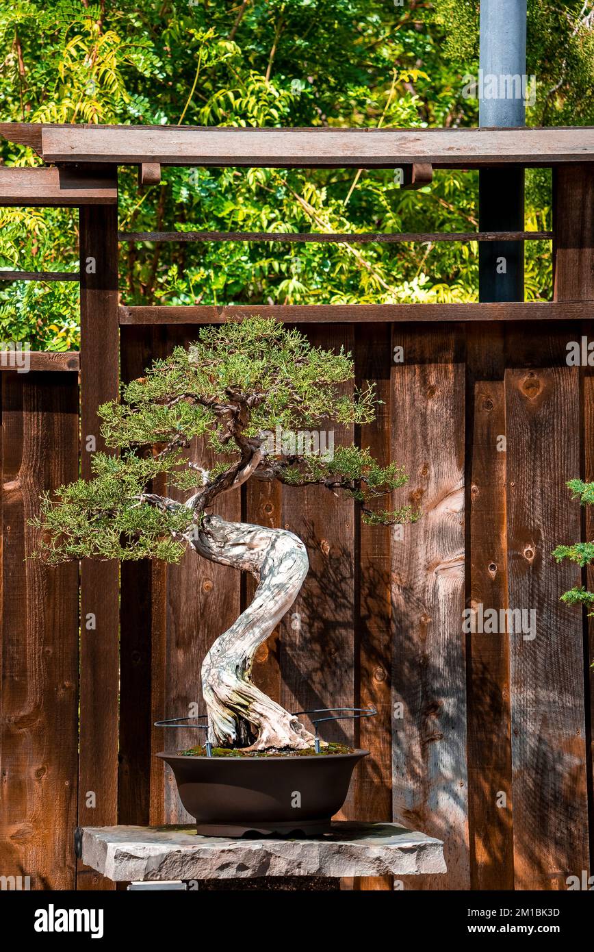 Bonsai immergrn -Fotos und -Bildmaterial in hoher Auflsung  Alamy