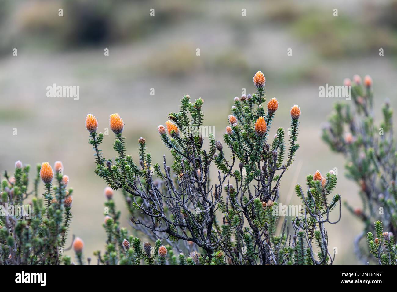 Chuquiragua (Chuquiraga jussieui) Blüten in den hohen Höhen der Anden, Cotopaxi-Nationalpark, Ecuador. Stockfoto