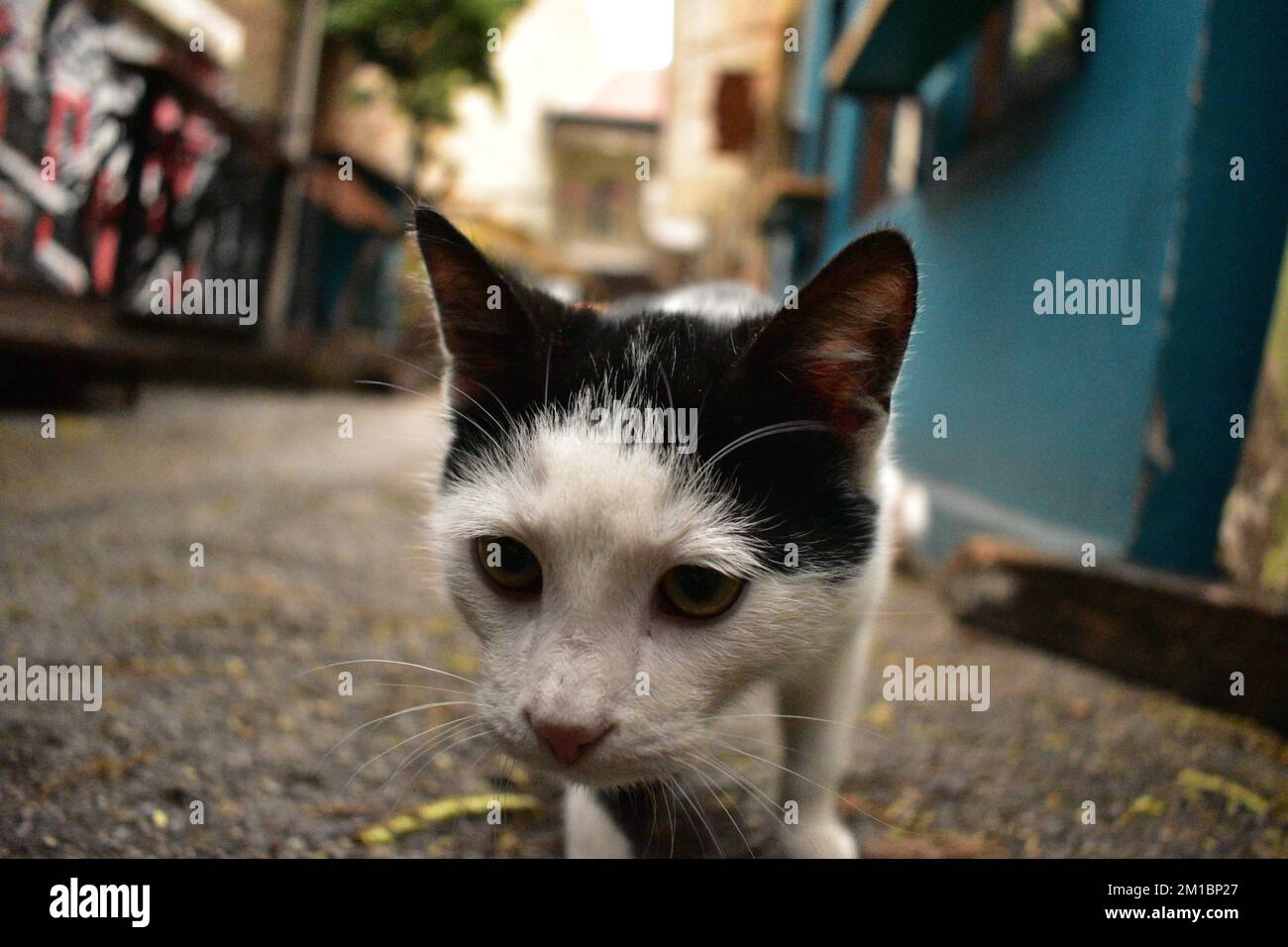 Schwarz-weiße Katze im Nahaufnahme Stockfotografie - Alamy