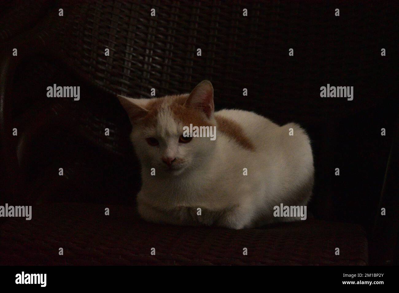 Ingwer und weiße Katze sitzen auf einem Stuhl Stockfoto