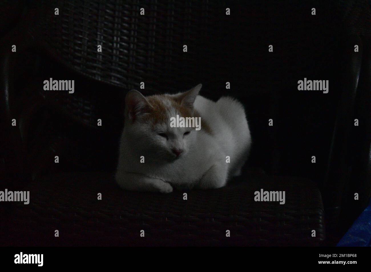 Ingwer und weiße Katze sitzen auf einem Stuhl Stockfoto
