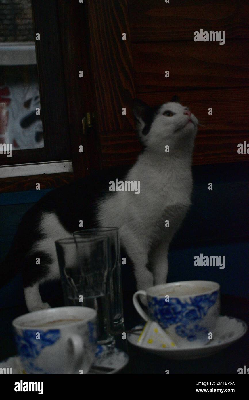 Schwarz-weiße Katze auf einem Tisch Stockfoto